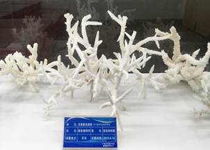 说明:L:\永利集团304官网宣传片素材\2016微信公众号推送文件\照片\南海珊瑚礁生物标本馆以及部分科考展品-2.jpg